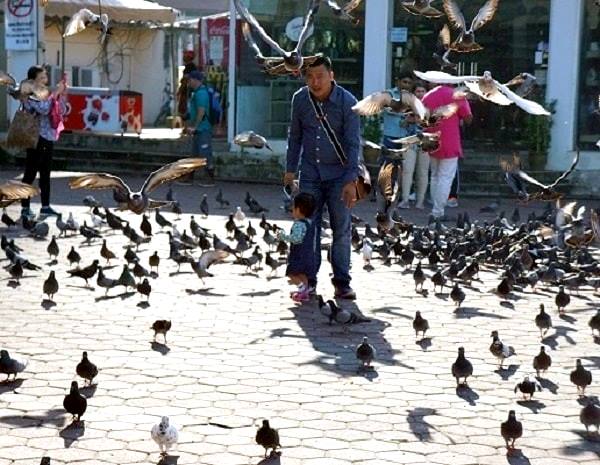 Batu Cave Birds