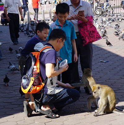 Batu Cave Monkey