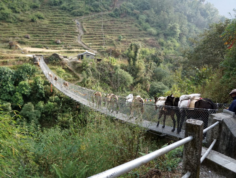 Donkey traffic jam on a bridge between Chhomrong and Himalaya