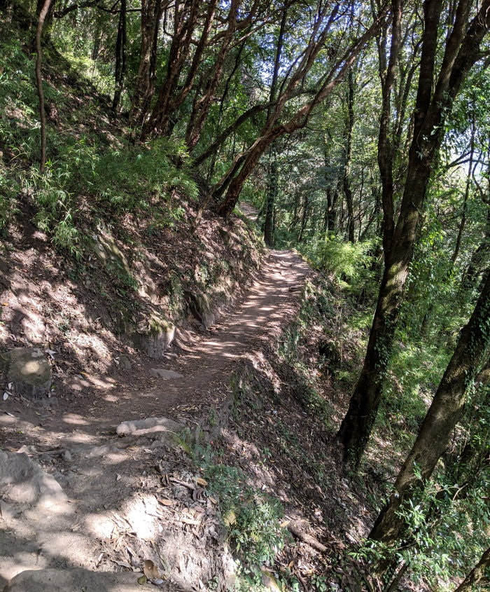 Jungle between Chhomrong and Himalaya