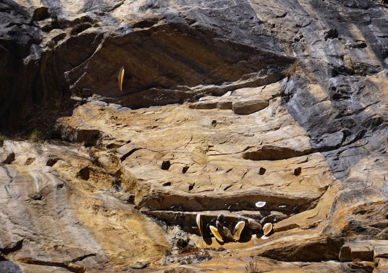 Bee Hives on the Rock Face - ABC Trek Day
