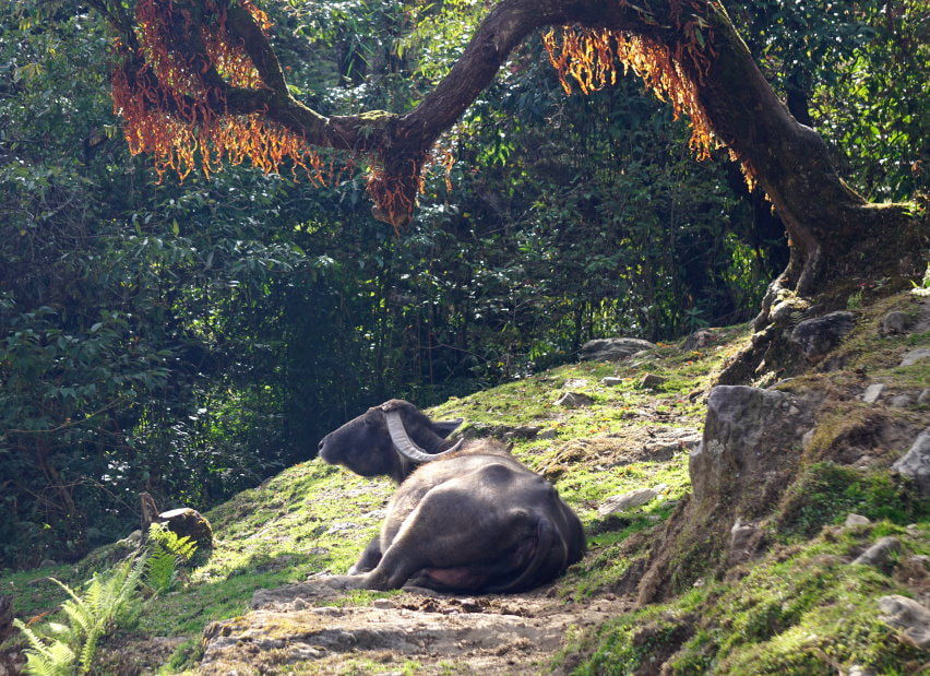 Water Buffalo - ABC Trek Day 6