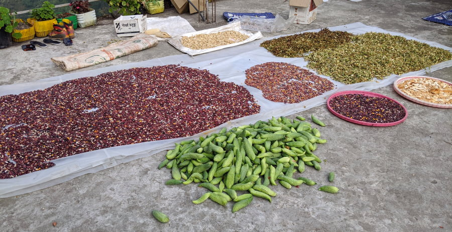 Jhinu Tea House Harvest - ABC Trek Day 6