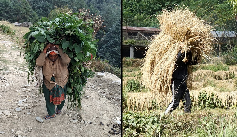 Harvest in Annapurna