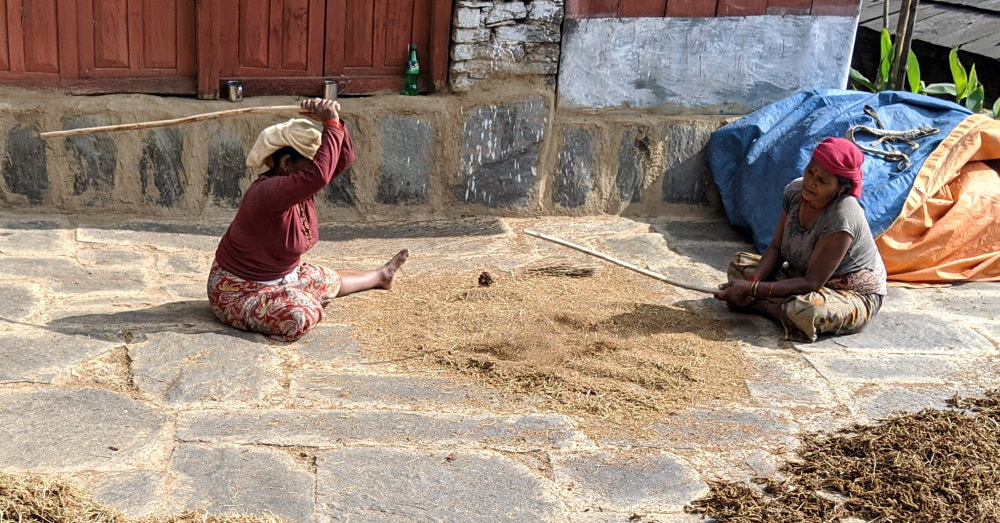 Harvest in Annapurna