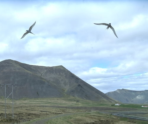 Berserkjahraun Lava Fields