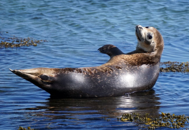 Ytri Tunga - Seal Beach