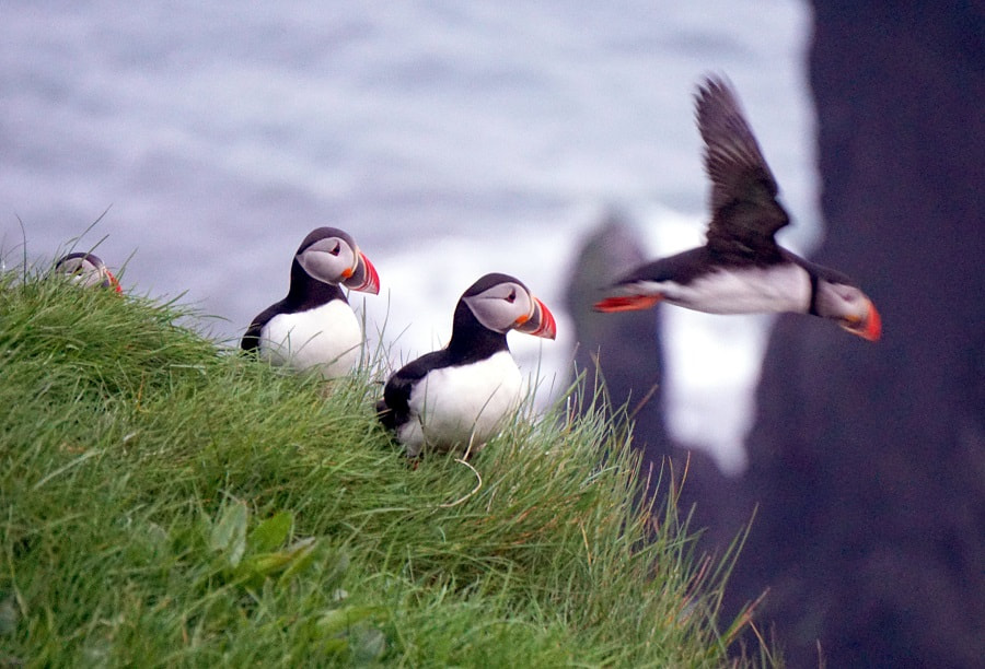 Vik Puffins