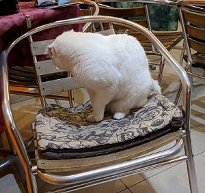 Cafe Cat