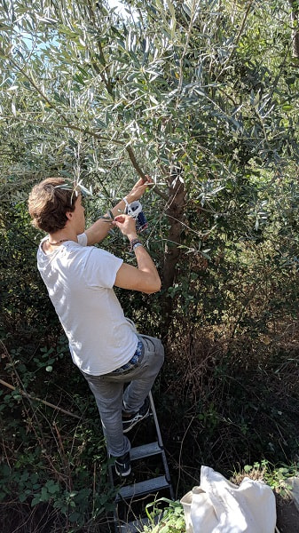 Olive Harvest