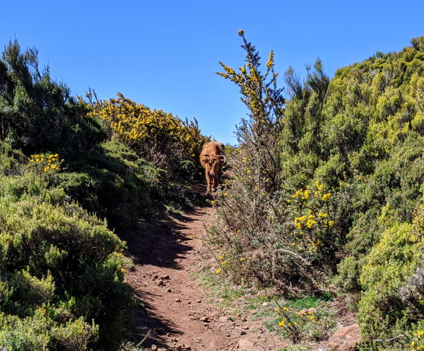 Madeira - Levadas