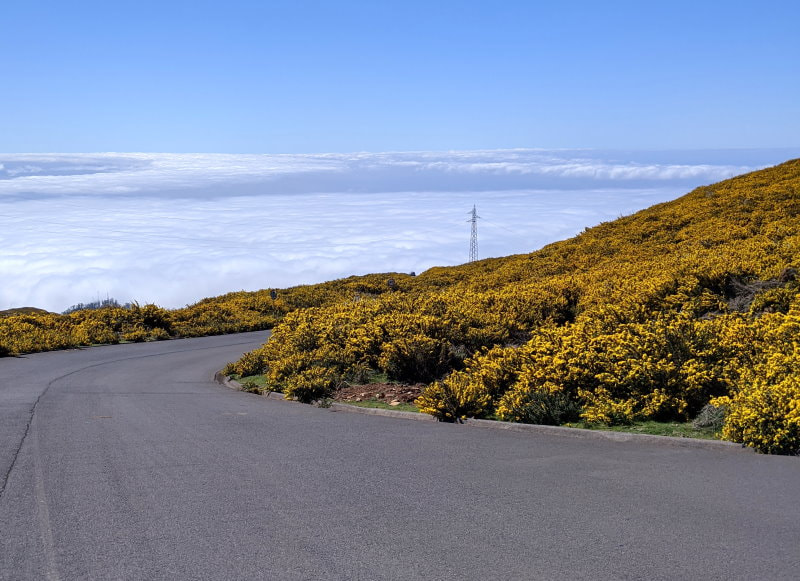 Madeira - Yellow Mountain Flowers