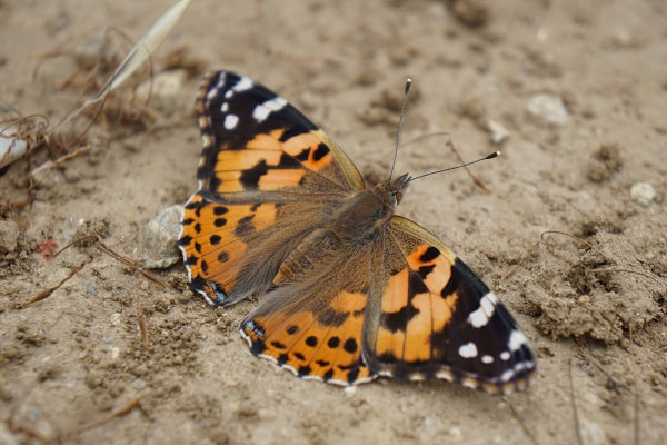 Malibu - Santa Monica Mountains - Painted Lady Butterfly