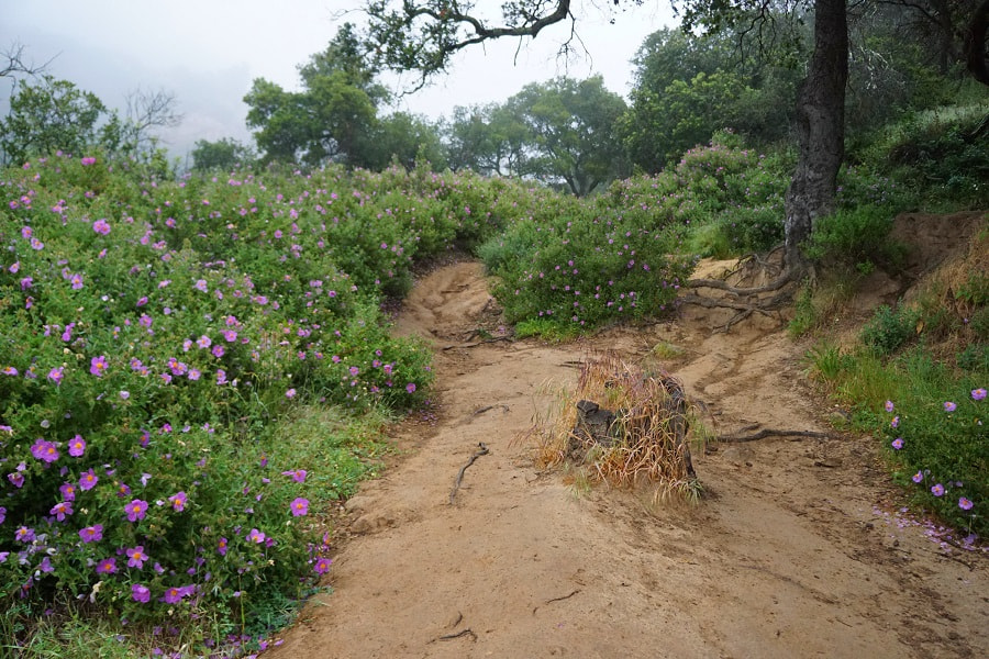 Santa Barbara Rattlesnake Canyon