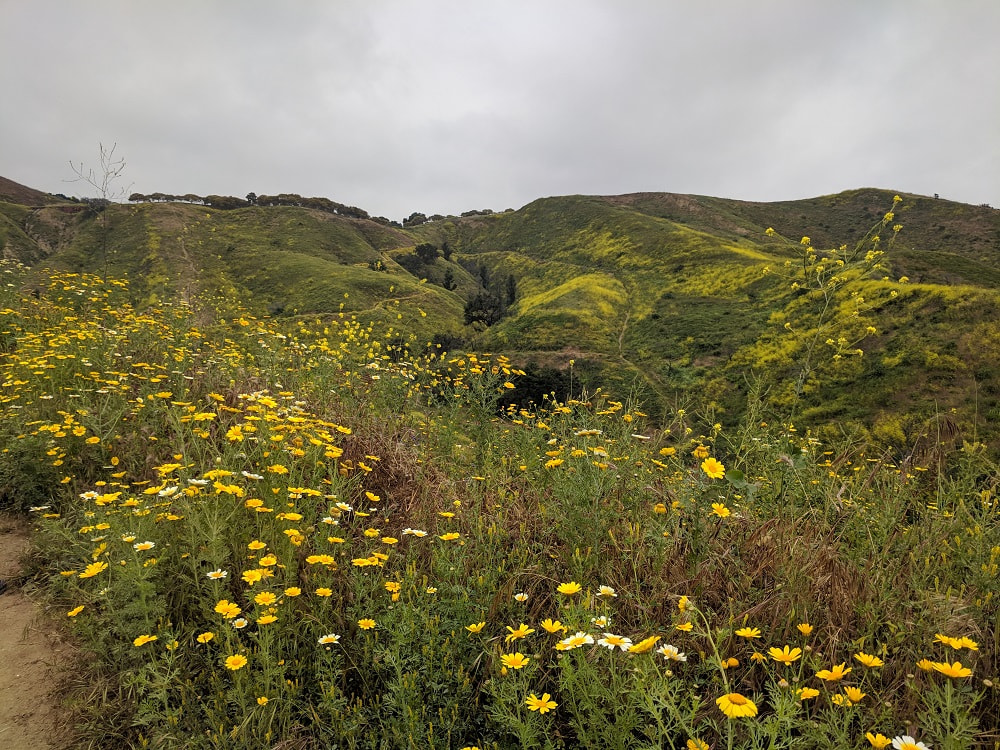 Ventura in Bloom - Arroyo Verde Park