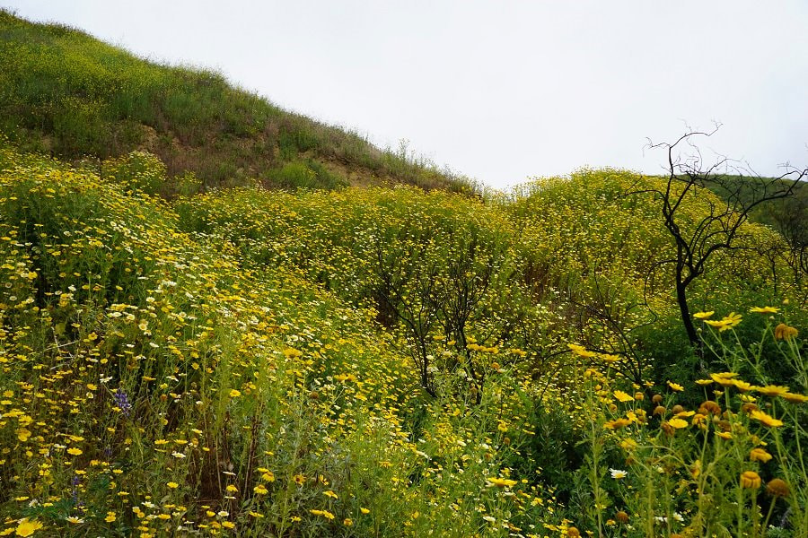 Ventura in Bloom - Arroyo Verde Park