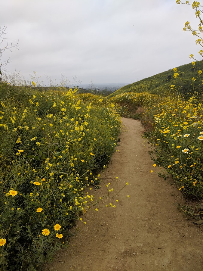 Ventura in Bloom - Arroyo Verde Park