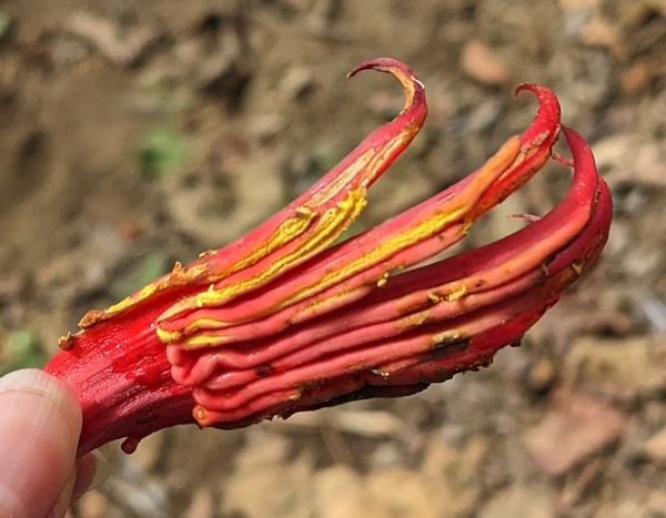 Demon Chicken Foot Flower - Chiranthodendron Tree