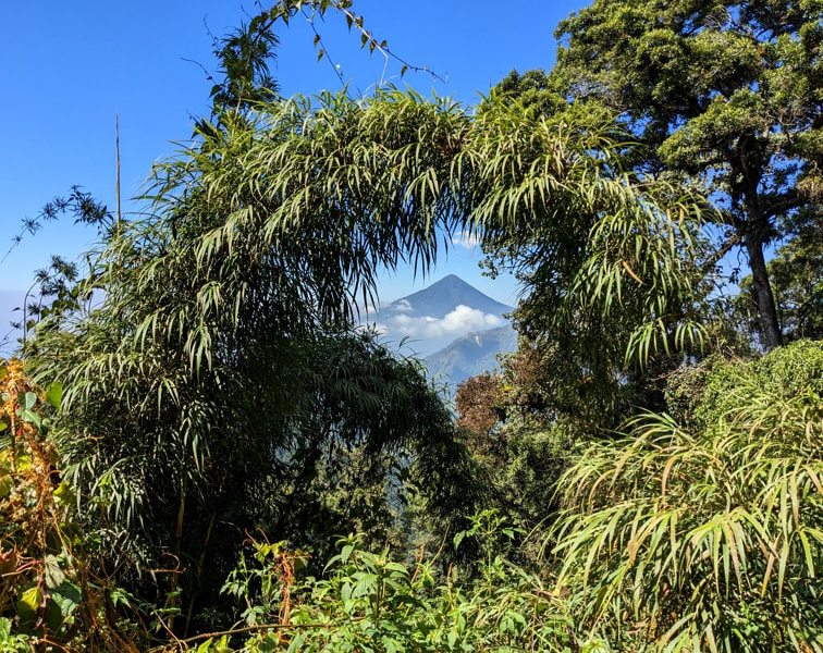 Guatemala Trek - Mountain Bamboo