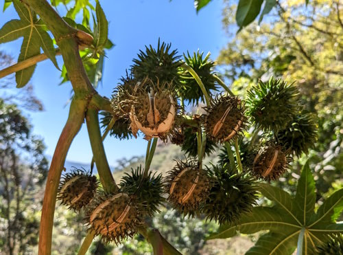 Guatemala Trek - Castor Tree