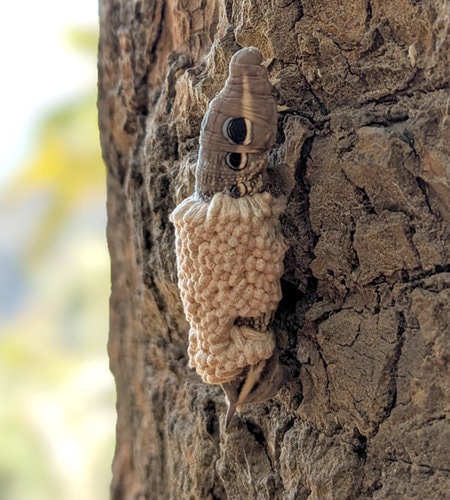 Guatemala Trek - Infected Caterpillar