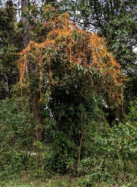 Guatemala Trek - Cheese Plant