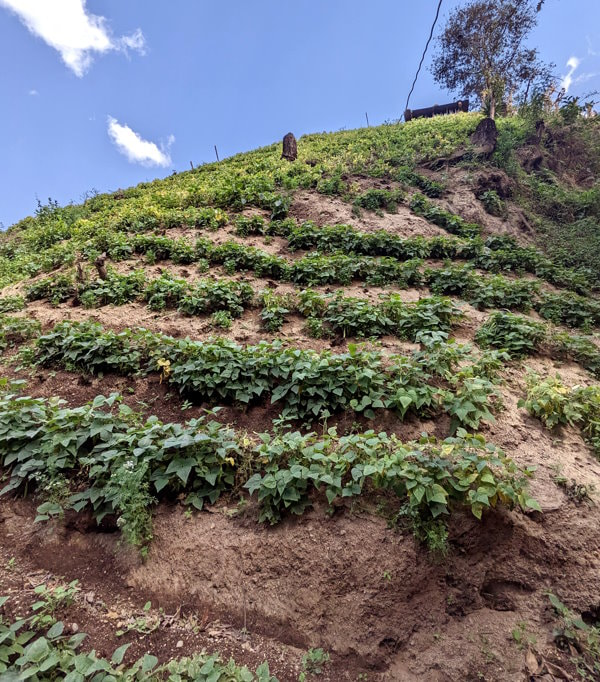Guatemala Trek - Bean and Cilantro Crop Field