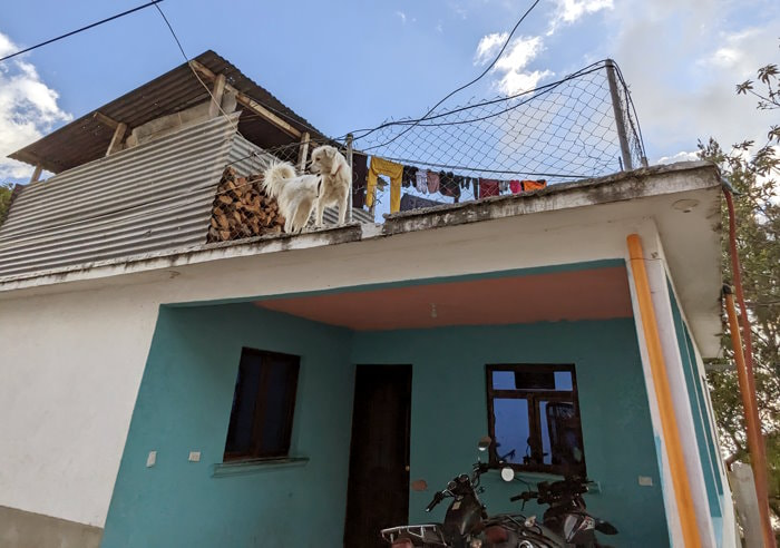 Guatemala Trek - Dog on Roof