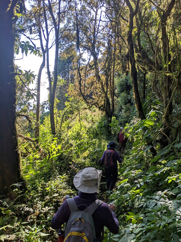 Guatemala Trek - Into the Jungle
