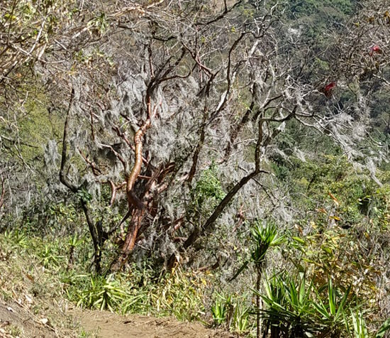 Guatemala Trek - Ghostly Mossy
