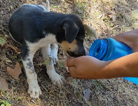 Guatemala Trek - Puppy