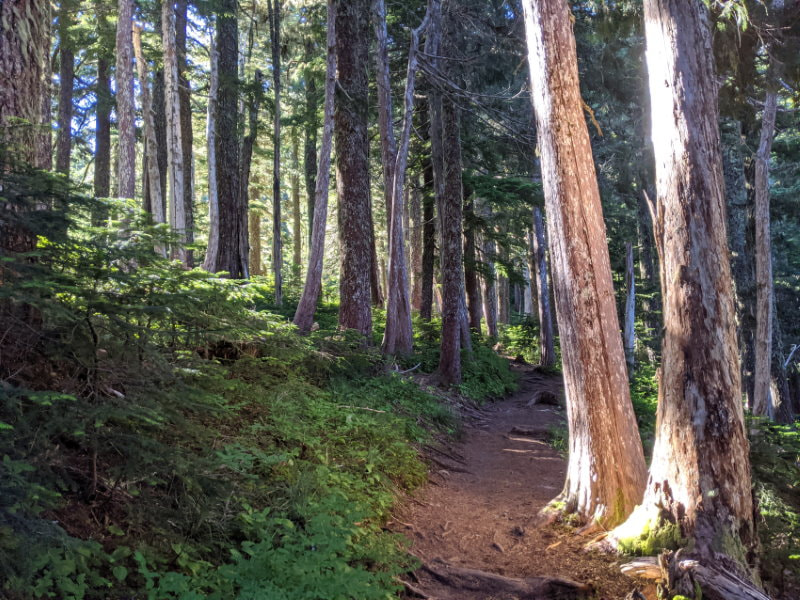 Bearhead Mountain Forest Trail - Washington State