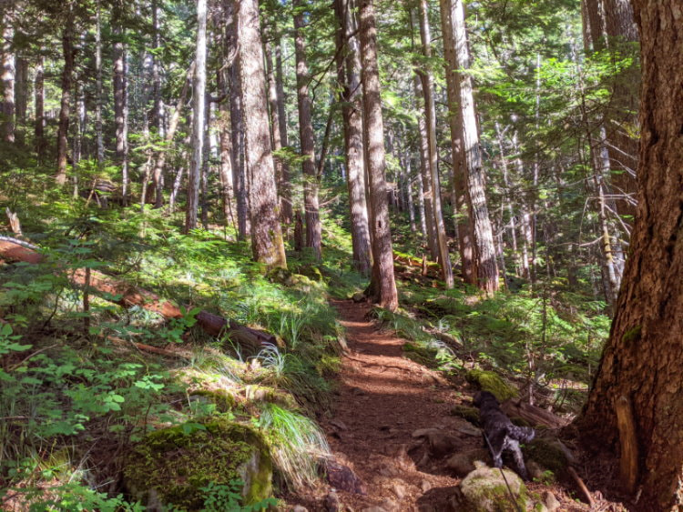 Mount Ellinor - Washington State