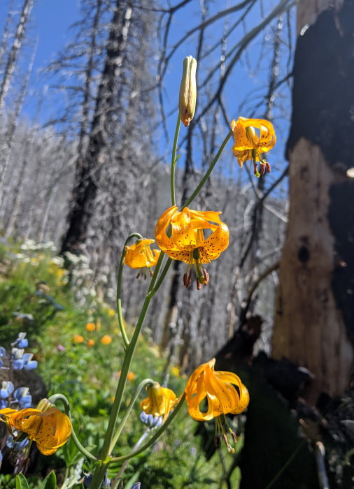 Norse Peak Trail