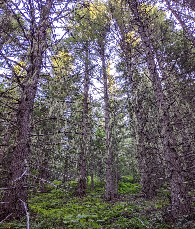 Norse Peak Trail